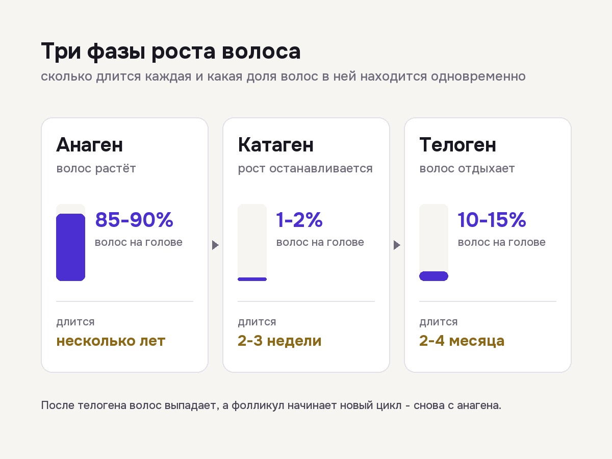 Три фазы идут не одновременно: пока одни волосы растут, другие отдыхают